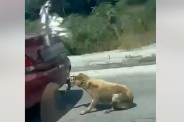 Ζάκυνθος: Έσερνε το σκύλο πίσω από το αυτοκίνητο δεμένο με σύρμα