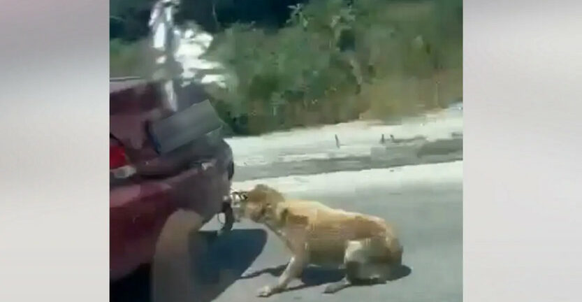 Ζάκυνθος: Ελεύθερος χωρίς όρους ο 75χρονος που έσερνε το σκυλί με το αυτοκίνητό του