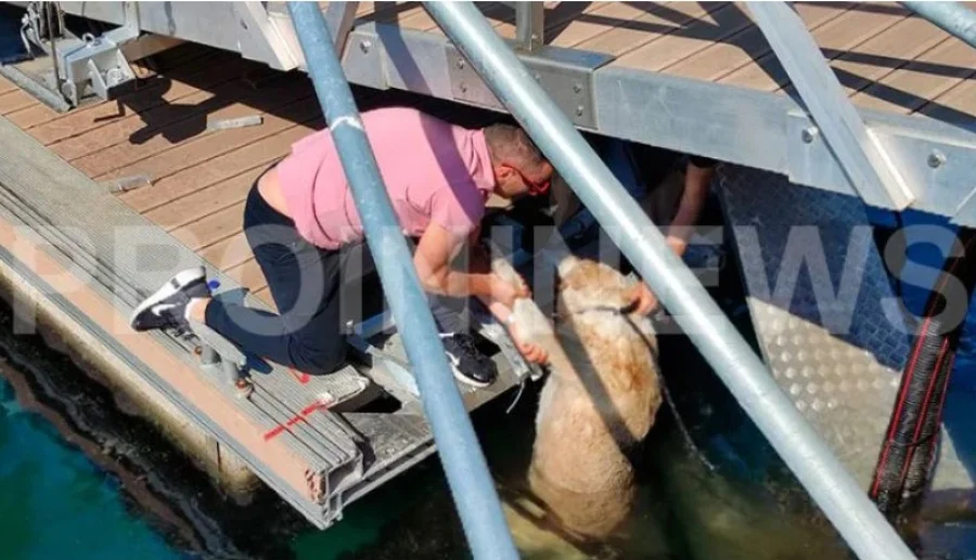 Καβάλα: Σάλος με πολίτη που κλώτσησε σκύλο και τον έριξε στη θάλασσα - ΦΩΤΟ