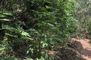 Βρέθηκε φυτεία με 172 δενδρύλλια κάνναβης στη Μεσσηνία