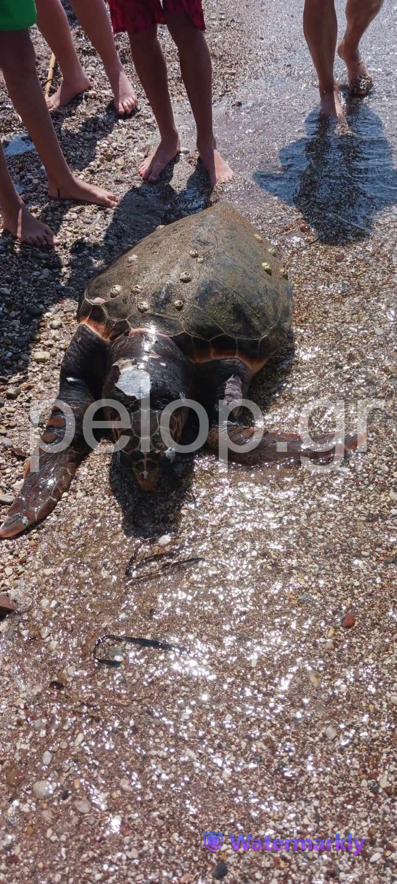 Πάτρα: Βρέθηκε νεκρή χελώνα στα Βραχνέικα - Κλήθηκε το Λιμενικό ΦΩΤΟ