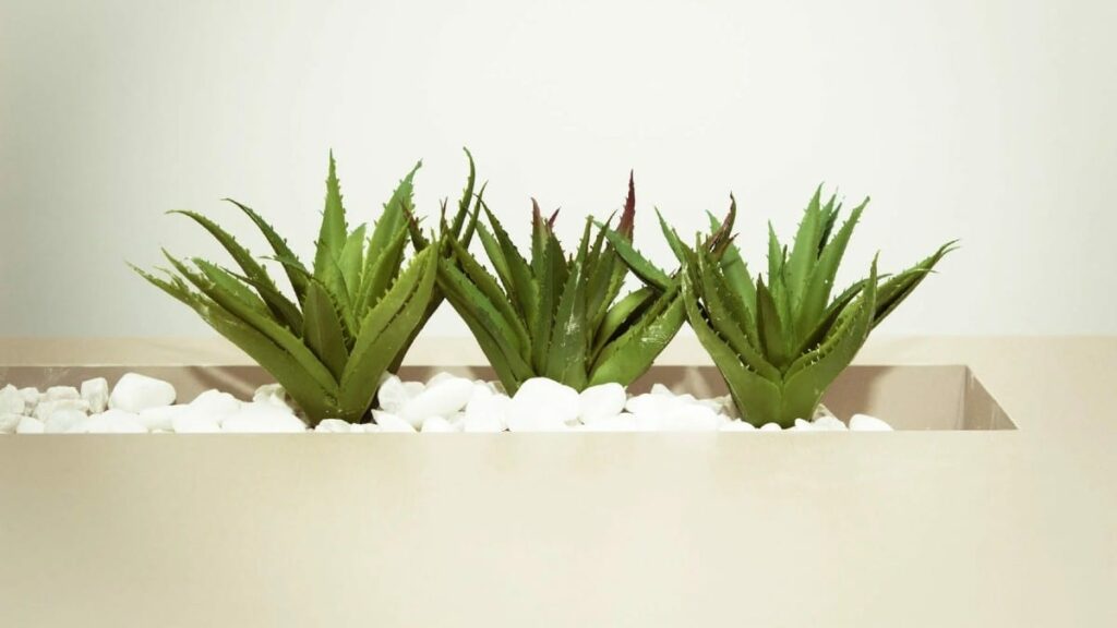 Tα 3+1 φυτά που αντέχουν στη ζέστη και ομορφαίνουν το μπαλκόνι σου