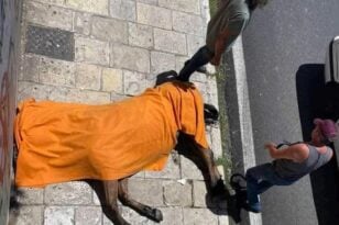 Κέρκυρα - Καταγγελία αυτόπτη μάρτυρα: «Ο 80χρονος αμαξάς μαστίγωνε το άλογο» - ΒΙΝΤΕΟ