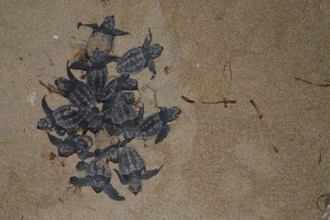 Στροφυλιά: Προσοχή, η παραλία έχει κατοίκους - Γεννιούνται περισσότερα χελωνάκια