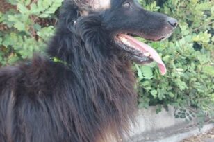Κρήτη: Νέα κακοποίηση σκύλου - Βάναυσος ακρωτηριασμός στα αυτιά
