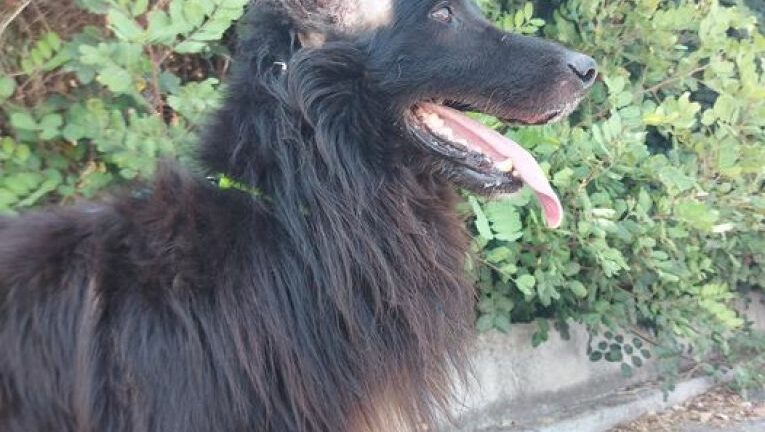 Κρήτη: Νέα κακοποίηση σκύλου - Βάναυσος ακρωτηριασμός στα αυτιά
