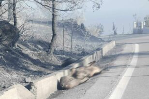 Φωτιά στη Ρόδο: Αποκαρδιωτικές εικόνες - Ελάφια νεκρά στους δρόμους, μυρωδιά καμένου και καταστροφής