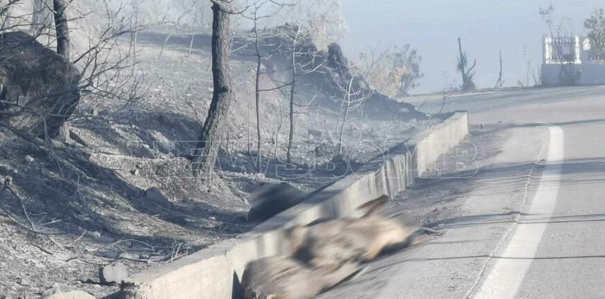 Φωτιά στη Ρόδο: Αποκαρδιωτικές εικόνες - Ελάφια νεκρά στους δρόμους, μυρωδιά καμένου και καταστροφής