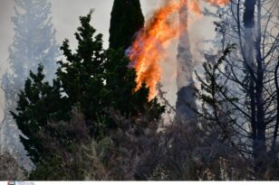 Φωτιά σε δασική έκταση στην Αμφίπολη Σερρών