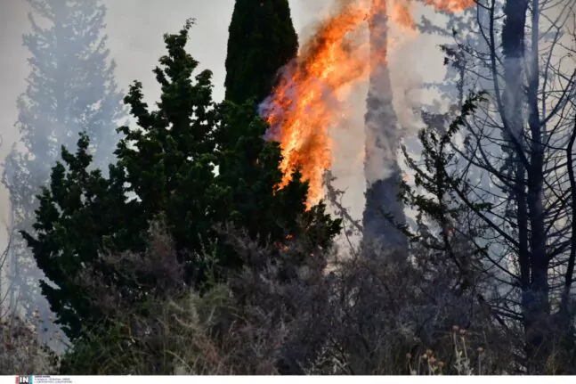 Φωτιά στον Αστακό: Στις φλόγες δασική έκταση