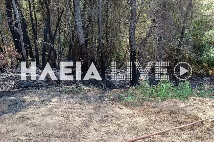 Ηλεία: Άμεσα οριοθετήθηκε πυρκαγιά στην Ανάληψη Αμαλιάδας - ΦΩΤΟ