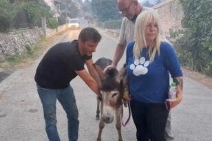 Κέρκυρα - Φωτιά: Εθελοντές απομακρύνουν ζώα από το χωριό Λούτσες