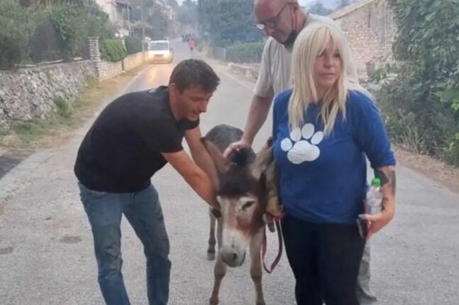 Ελληνικός Ερυθρός Σταυρός