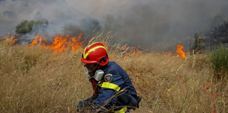 Φωτιά - Λαγονήσι:  Παρέμβαση εισαγγελέα για τα ζώα που κάηκαν στο ιδιωτικό καταφύγιο