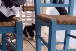 Νέο περιστατικό κακοποίησης ζώου στην Κρήτη: Ιδιοκτήτης μεζεδοπωλείου κλώτσησε έγκυο γάτα