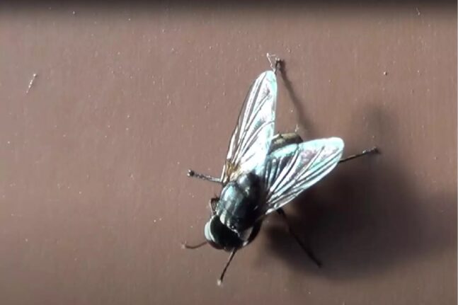 Βρετανία: Μύγες που αναπαράγονται με παρθενογένεση δημιούργησαν επιστήμονες