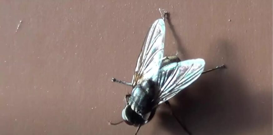Βρετανία: Μύγες που αναπαράγονται με παρθενογένεση δημιούργησαν επιστήμονες
