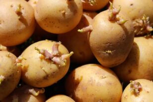 Oι πατάτες με φύτρες μπορεί να είναι επικίνδυνες;