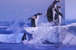 Ουρουγουάη: Πιγκουίνοι βρέθηκαν νεκροί στις ανατολικές ακτές – Μυστήριο με το θάνατό τους