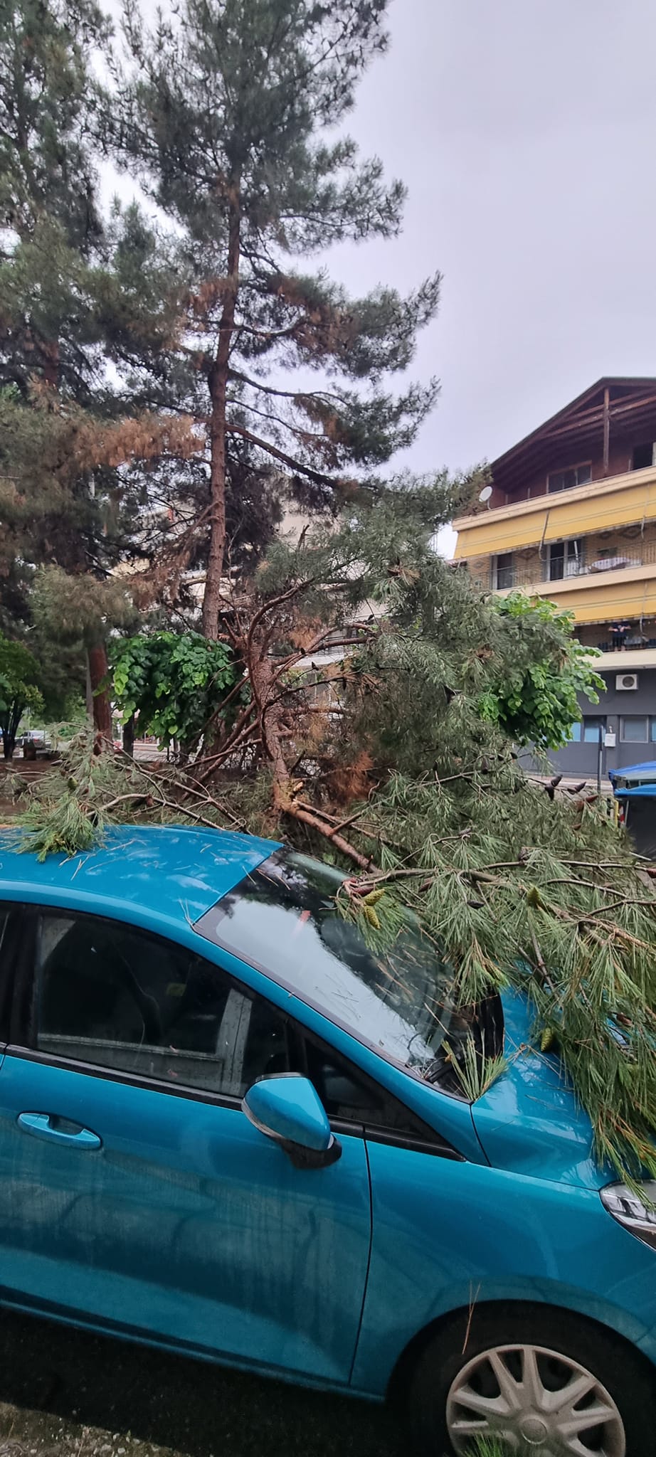 Πτολεμαϊδα: Δέντρο έπεσε σε πάρκο - Έπαιζαν παιδιά στο σημείο ΦΩΤΟ - ΒΙΝΤΕΟ