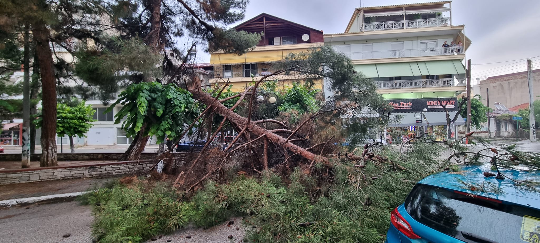 Πτολεμαϊδα: Δέντρο έπεσε σε πάρκο - Έπαιζαν παιδιά στο σημείο ΦΩΤΟ - ΒΙΝΤΕΟ