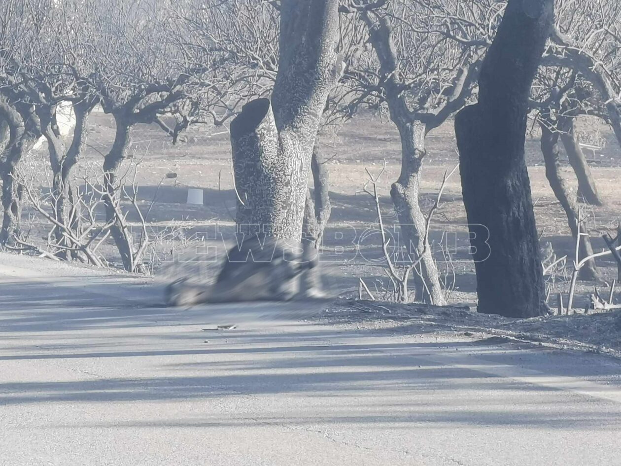 Φωτιά στη Ρόδο: Αποκαρδιωτικές εικόνες - Ελάφια νεκρά στους δρόμους, μυρωδιά καμένου και καταστροφής