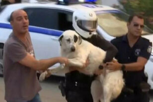 Φωτιά στη Μάνδρα: Αστυνομικοί μεταφέρουν τρομοκρατημένο σκυλάκι ΒΙΝΤΕΟ