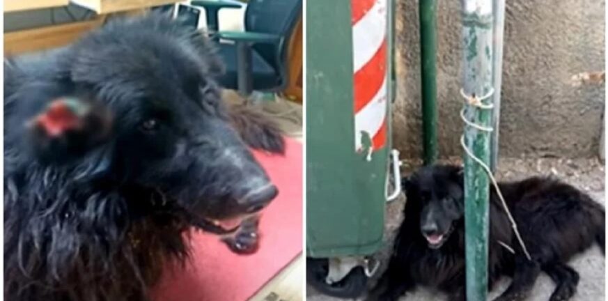 Κρήτη: Aκρωτηρίασαν σκύλο και τον έδεσαν στα σκουπίδια - Νέα κακοποίηση ζώου ΒΙΝΤΕΟ