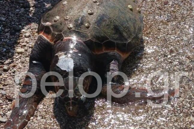 Πάτρα: Βρέθηκε νεκρή χελώνα στα Βραχνέικα - Κλήθηκε το Λιμενικό ΦΩΤΟ