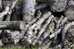 Σέρρες: Νεκρός 40χρονος υλοτόμος στο Καστανοχώρι – Τον καταπλάκωσε δέντρο που έκοβε