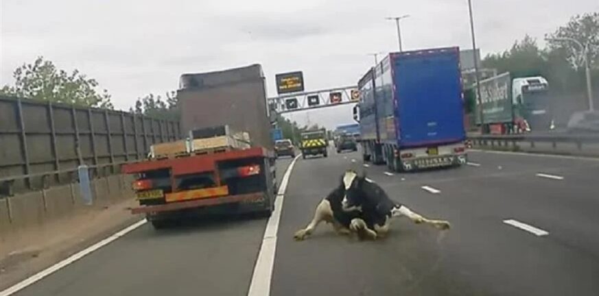 Χάος σε αυτοκινητόδρομο της Αγγλίας με αγελάδα που έπεσε από φορτηγό - ΒΙΝΤΕΟ