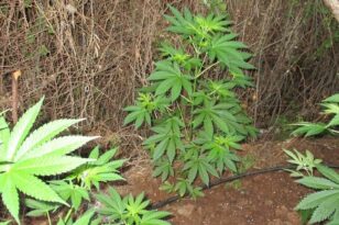 Ηλεία: Κατασχέθηκαν 44 δενδρύλλια κάνναβης - Συνελήφθη για καλλιέργεια και κατοχή ναρκωτικών