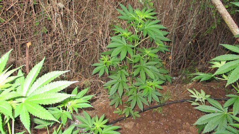 Ηλεία: Κατασχέθηκαν 44 δενδρύλλια κάνναβης - Συνελήφθη για καλλιέργεια και κατοχή ναρκωτικών