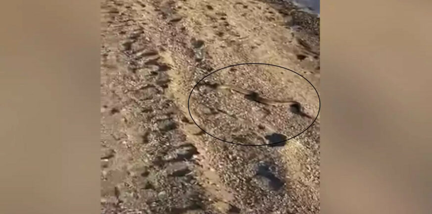Φίδι έσπειρε τον πανικό σε παραλία της Εύβοιας - ΒΙΝΤΕΟ