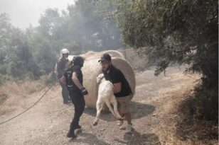 Φωτιά στη Φυλή: Κάτοικοι τρέχουν να σώσουν τα ζώα τους από την πύρινη λαίλαπα ΦΩΤΟ