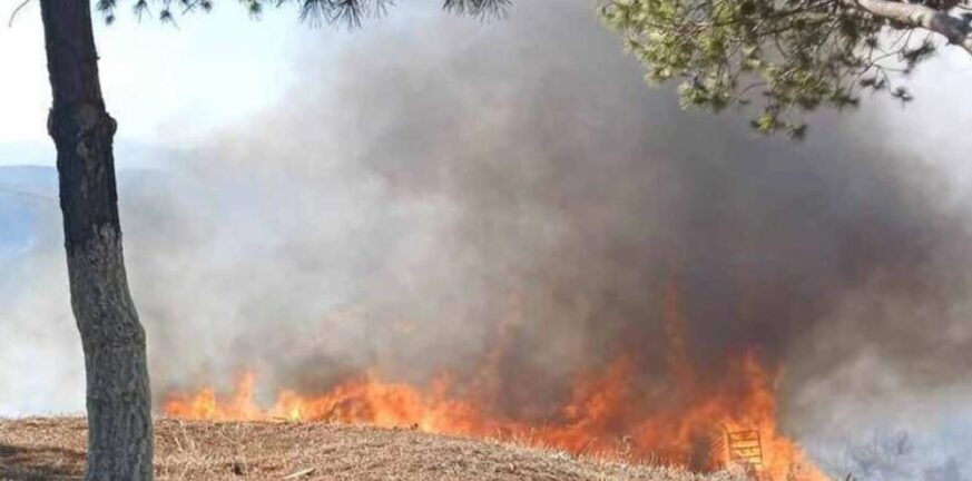 Νέα φωτιά στο Κοντοδεσπότι Εύβοιας