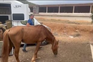 Υμηττός: Παρ’ ολίγον σοβαρό τροχαίο με τα 100 άλογα που κυκλοφορούν ελεύθερα - Μπαλάκι η ευθύνη περίθαλψής τους