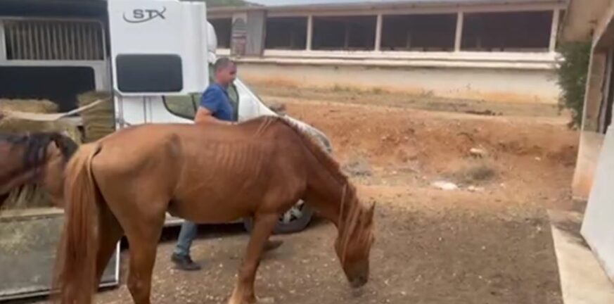 Υμηττός: Παρ’ ολίγον σοβαρό τροχαίο με τα 100 άλογα που κυκλοφορούν ελεύθερα - Μπαλάκι η ευθύνη περίθαλψής τους