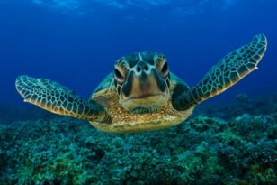 Φθιώτιδα: Χελώνα καρέτα-καρέτα ξεβράστηκε στην ακτή – Ήταν χτυπημένη στο κεφάλι