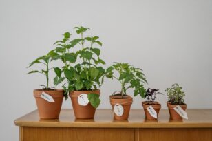 6 φυτά που απομακρύνουν τις σφήκες με φυσικό τρόπο