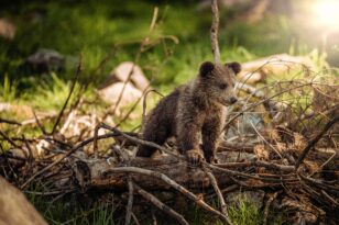 Ελβετία: Σπάνια είδη σε καμένες περιοχές - Μεγαλύτερη βιοποικιλότητα μετά τις πυρκαγιές