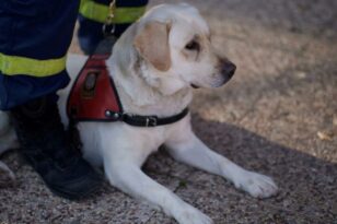 Παγκόσμια Ημέρα Σκύλου: Η Πυροσβεστική και το «ευχαριστώ» στους τετράποδους συναδέλφους της