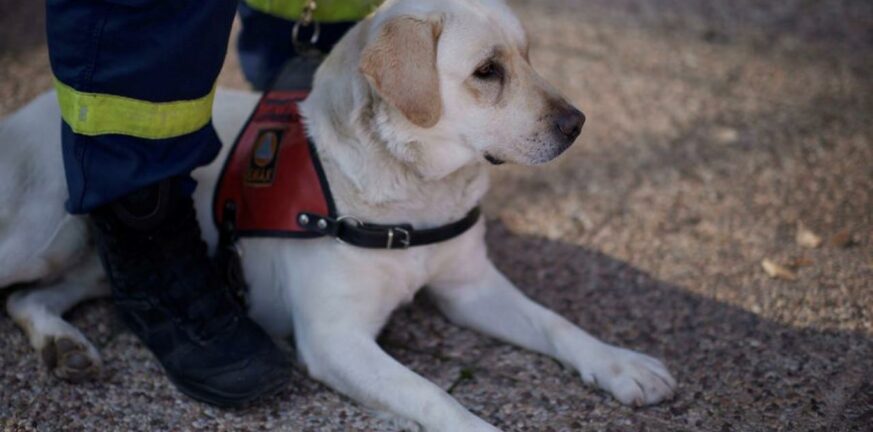 Παγκόσμια Ημέρα Σκύλου: Η Πυροσβεστική και το «ευχαριστώ» στους τετράποδους συναδέλφους της
