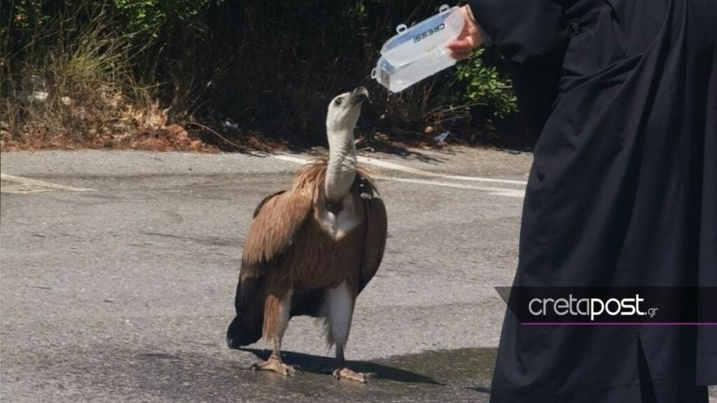 Κρήτη: Ιερέας έδωσε νερό σε εξαντλημένο άγριο πτηνό στην εθνική οδό - ΦΩΤΟ