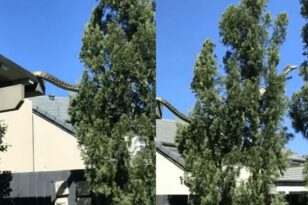 Αυστραλία: Τρομακτικό βίντεο – Πύθωνας 5 μέτρων να κάνει… βόλτα στη στέγη σπιτιού
