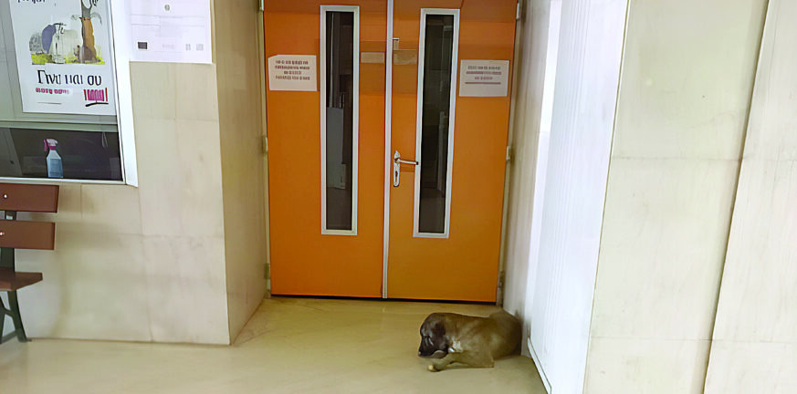 Πανεπιστημιακό Νοσοκομείο στο Ρίο - Καταγγελία: Δεν κοιμούνται λόγω σκύλων - ΒΙΝΤΕΟ