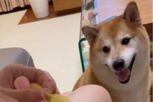 Balltze Cheems: Πέθανε ο viral σκύλος με τα πιο γνωστά memes στον κόσμο