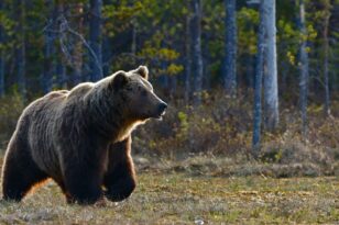 Καλιφόρνια: Συνέλαβαν την αρκούδα «Χανκ το τανκ» - Είχε εισβάλει σε πολλά σπίτια