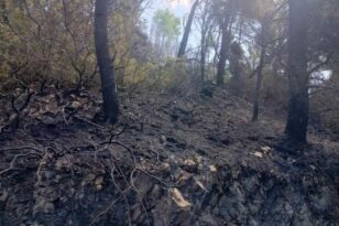 Ζάκυνθος: Φωτιά σε δασική περιοχή από «γουρούνα» που τυλίχθηκε στις φλόγες - ΦΩΤΟ