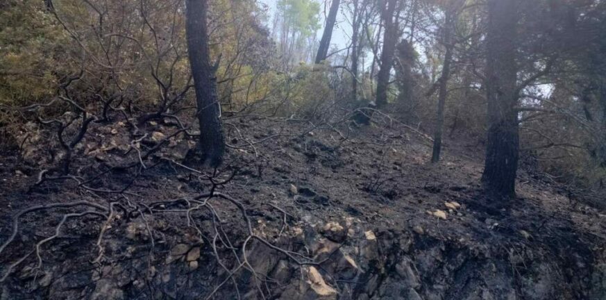 Ζάκυνθος: Φωτιά σε δασική περιοχή από «γουρούνα» που τυλίχθηκε στις φλόγες - ΦΩΤΟ